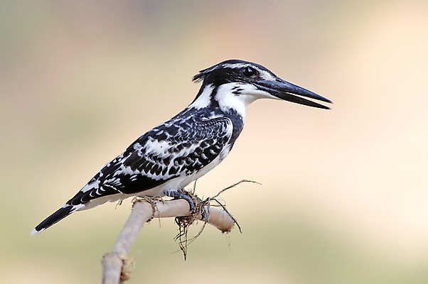 포토 JPG 해외이미지 나무 동물 여자 남자 아시아 얼굴 야생동물 백그라운드 날개 태국 자연 조류 사람없음 야외 목재 가로 초록색 컬러풀 머리 환경 나뭇가지 닫기 숲 깃털 꼬리 상록수 서식지 내추럴 물총새 생태학 해외202004 해외포토 식물 교육 나라 컬러 재료 모션 사람 신체부위 생태계 파일형식 이미지허브