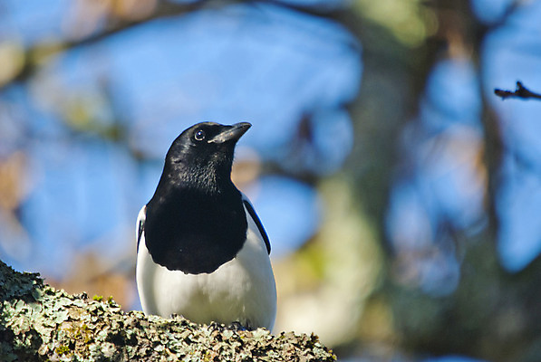 포토 JPG 해외이미지 동물 유럽 야생동물 선 날개 일러스트 자연 조류 노르웨이 미술 사람없음 야외 계란 검은색 흰색 나뭇가지 숲 도둑 스마트 깃털 그림 부리 판화 까마귀 동물상 스칸디나비아 지능 집게발 해외202004 해외포토 나무 나라 컬러 컨셉 문화예술 조형물 알 범죄인 생태계 파일형식 이미지허브