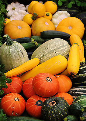 포토 JPG 해외이미지 채소 오렌지 호박 사람없음 초록색 노란색 박 주키니호박 해외202004 해외포토 컬러 과일 파일형식 이미지허브