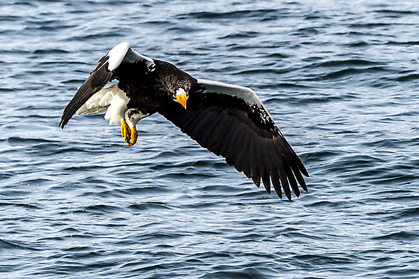포토 JPG 해외이미지 동물 야생동물 바다 자연 조류 하늘 사람없음 야외 일본 흰색 사파리 홋카이도 독수리 포식 해외202004 해외포토 아시아 컬러 생태계 파일형식 이미지허브