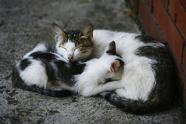 포토 JPG 해외이미지 동물 1 응시 여자 포즈 백그라운드 오렌지 장난 포유류 휴식 수염 털 사람없음 반려동물 갈색 고양이 줄무늬 흰색 황금 닫기 작음 자르기 가득함 꼬리 육식동물 얼룩무늬 솜털 거짓말 고립 스트라이크 차단 해외202004 해외포토 시선 컬러 컨셉 무늬 과일 모션 사람 크기 파일형식 이미지허브