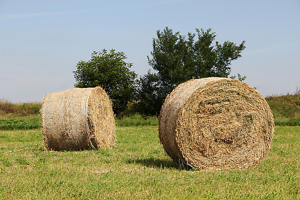 포토 JPG 해외이미지 식물 계절 밭 농업 자연 하늘 건조 풍경 사람없음 야외 여름 농작물 농장 농경지 노란색 쌓기 수확 가을 시골 원형 건초더미 볏짚 낟알 자르기 시리얼 밀 롤 패키지 뭉치 밀짚 내추럴 밭일 해외202004 해외포토 도형 산업 음식 컬러 모션 곡류 건초 짚 생태계 파일형식 더미 이미지허브