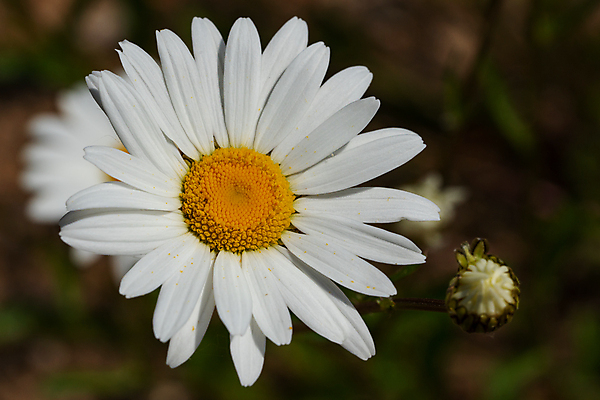 포토 JPG 해외이미지 식물 계절 꽃잎 꽃 꽃무늬 자연 사람없음 야외 노란색 정원 봄 성장 벚꽃 흰색 신선 개화 원예 화단 영원 해외202004 해외포토 컬러 무늬 취미 생태계 파일형식 이미지허브