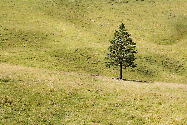 포토 JPG 해외이미지 나무 식물 1 계절 백그라운드 잎 밭 농업 자연 하늘 산 풍경 사람없음 야외 초록색 여름 파란색 환경 봄 성장 시골 소나무 땅 언덕 싱글 알프스 내추럴 고립 생태학 슬로베니아 수평선 해외202004 해외포토 교육 유럽 산업 컬러 생태계 파일형식 이미지허브