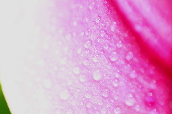 포토 JPG 해외이미지 식물 꽃 분홍색 백그라운드 사람없음 물 물방울 이슬 유기농 해외202004 해외포토 자연요소 웰빙 컬러 파일형식 이미지허브