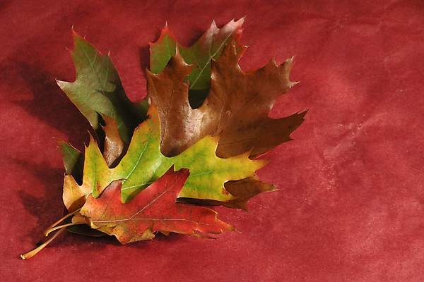 포토 JPG 해외이미지 계절 공원 단풍 잎 자연 사람없음 빨간색 컬러풀 가을 강렬 해외202004 해외포토 식물 공공시설 컬러 생태계 파일형식 이미지허브