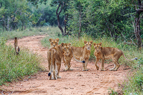 포토 JPG 해외이미지 동물 야생동물 여행 포유류 아프리카 자연 생물 털 동물원 사람없음 환경 고양이 힘 분노 황무지 위험 사자 큼 왕 모피 사파리 리더 육식동물 사냥꾼 멸종 사자자리 표범 내추럴 사바나 웅장함 해외202004 해외포토 직업 감정 나라 컨셉 반려동물 별자리 크기 생태계 파일형식 이미지허브