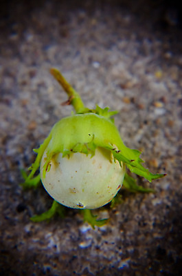 포토 JPG 해외이미지 나무 계절 별 음식 백그라운드 잎 과일 재료 텍스트 자연 새로움 건강 씨앗 사람없음 초록색 우주 검은색 폭포 견과류 나뭇가지 신선 보행로 숲 연결 버리기 묘사 유기농 날것 닻 내추럴 개암나무 거짓말 울퉁불퉁 특별함 헤이즐넛 개암 해외202004 해외포토 자연요소 식물 웰빙 열매 길 컬러 컨셉 모션 생태계 파일형식 이미지허브