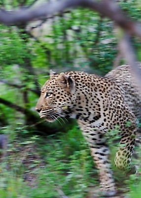 포토 JPG 해외이미지 나무 동물 응시 공원 얼굴 야생동물 스포츠 여행 포유류 아프리카 자연 수염 국립공원 사람없음 여행객 환경 고양이 나뭇가지 관찰 점 기다림 큼 검색 육식동물 표범 랜드마크 사바나 탄자니아 평야 해외202004 해외포토 멸종위기종 식물 시선 공공시설 나라 모션 사람 신체부위 반려동물 크기 생태계 파일형식 이미지허브