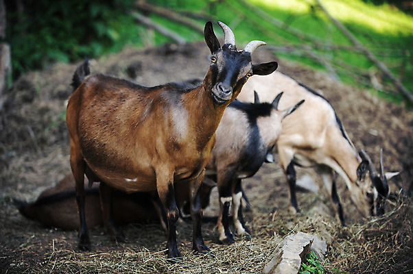 포토 JPG 해외이미지 동물 전통 농업 포유류 자연 치즈 뿔 사람없음 초록색 농장 우유 시골 볏짚 농부 방목 호기심 내추럴 외양간 밭일 진짜 해외202004 해외포토 직업 감정 산업 컬러 컨셉 유제품 짚 축산업 생태계 파일형식 이미지허브