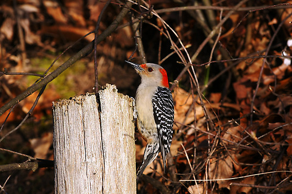 포토 JPG 해외이미지 나무 동물 1 남자 야생동물 날개 자연 조류 앉기 사람없음 야외 목재 빨간색 검은색 나뭇가지 관찰 숲 깃털 부리 계산서 수유 해외202004 해외포토 식물 컬러 재료 모션 사람 생태계 파일형식 이미지허브