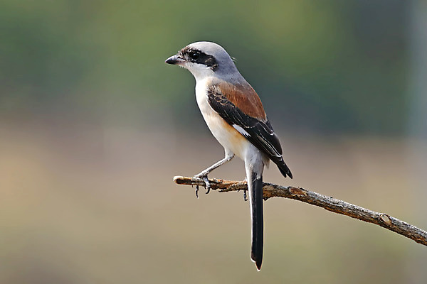 포토 JPG 해외이미지 나무 동물 여자 남자 아시아 얼굴 야생동물 백그라운드 날개 자연 조류 사람없음 야외 목재 가로 초록색 컬러풀 머리 환경 나뭇가지 만 막대기 닫기 숲 깃털 꼬리 부리 서식지 생태학 이국적 해외202004 해외포토 식물 교육 나라 컬러 재료 모션 사람 신체부위 생태계 파일형식 이미지허브