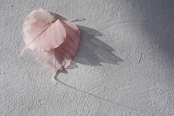 포토 JPG 해외이미지 벽 잎 프레임 골격 그림자 사람없음 투명 오브젝트 뼈대 석고 해외202004 해외포토 식물 파일형식 이미지허브