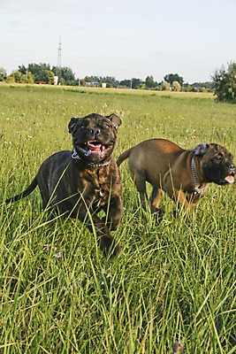 포토 JPG 해외이미지 식물 동물 공원 잎 자연 하늘 사람없음 야외 초록색 반려동물 달리기 가축 개 달콤 강아지 송곳니 기르기 동물상 유래 해외202004 해외포토 공공시설 컬러 포유류 모션 조형물 맛 치아 생태계 돌봄 파일형식 이미지허브