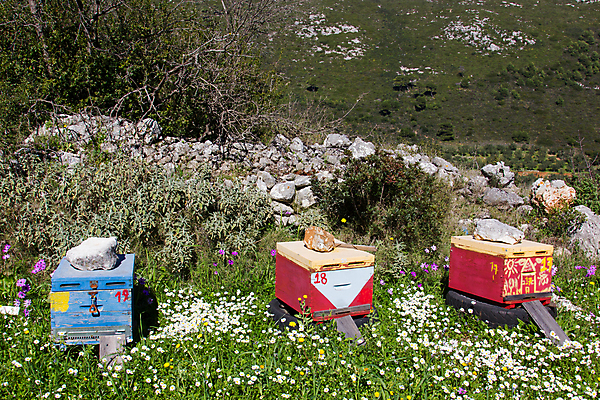 포토 JPG 해외이미지 음식 곤충 자연 산 주택 사람없음 야외 상자 컬러풀 맑음 나뭇가지 벌 큐브 꿀 서식지 벌집 생태학 양봉 양봉장 줄서기 해외202004 해외포토 나무 동물 교육 컬러 모션 날씨 건물 생태계 파일형식 이미지허브