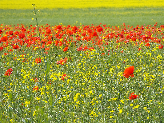포토 JPG 해외이미지 식물 밭 농업 씨앗 사람없음 빨간색 초록색 노란색 경작 해외202004 해외포토 산업 컬러 농사 파일형식 이미지허브