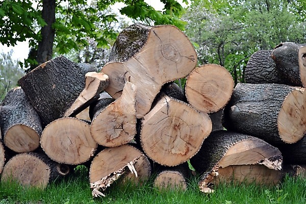 포토 JPG 해외이미지 잔디 사람없음 목재 초록색 장작 조경 통나무 나무껍질 벌목 수목 해외202004 해외포토 나무 식물 컬러 재료 껍질 파일형식 이미지허브