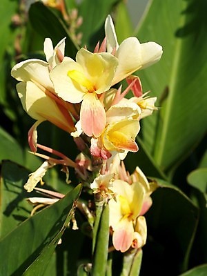 포토 JPG 해외이미지 식물 꽃잎 꽃 분홍색 꽃무늬 오렌지 자연 국화 사람없음 빨간색 여름 세트 컬러풀 장미 노란색 보라색 봄 활발 벚꽃 흰색 신선 개화 그룹 난초 변화 선택 백합 자르기 수집 달리아 제비꽃 묘사 코스모스 데이지 붓꽃 고립 섞기 아욱 많음 피튜니아 해외202004 해외포토 계절 컬러 컨셉 무늬 과일 모션 생태계 파일형식 이미지허브