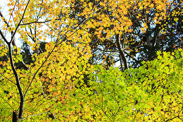 포토 JPG 해외이미지 나무 식물 계절 공원 실루엣 도로 여행 백그라운드 무지개 잎 패턴 자연 하늘 지붕 휴식 풍경 사람없음 빨간색 파란색 빛 컬러풀 햇빛 태양 정원 일본 활발 덮개 가을 나뭇가지 신선 보행로 닫기 숲 그늘 오솔길 강렬 해외202004 해외포토 자연요소 공공시설 아시아 길 컬러 컨셉 무늬 교통시설 모션 촬영기법 뚜껑 생태계 파일형식 이미지허브