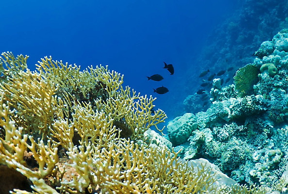 포토 JPG 해외이미지 야생동물 바다 모션 자연 어류 사람없음 초록색 파란색 햇빛 수중 활발 산호 암초 식민지 해외202004 해외포토 동물 컬러 컨셉 태양 수중동물 자포동물 생태계 파일형식 이미지허브