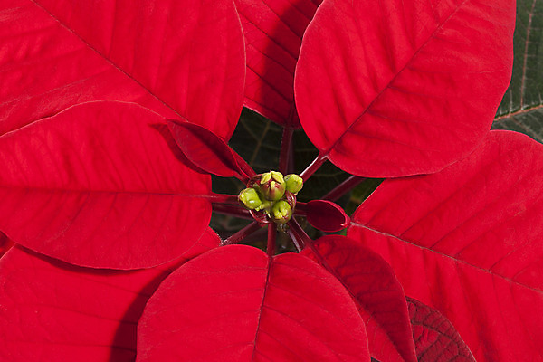 포토 JPG 해외이미지 전통 계절 꽃 백그라운드 잎 크리스마스 겨울 꽃무늬 응원 휴가 기념 사람없음 장식 빨간색 초록색 흰색 축하 포인세티아 고립 해외202004 해외포토 식물 기념일 컬러 컨셉 무늬 파일형식 이미지허브