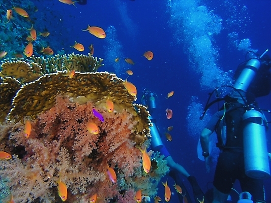 포토 JPG 해외이미지 식물 동물 야생동물 잎 자연 표면 어류 사람없음 초록색 물 여름 반사 사진촬영 수중 투명 스노클링 산호 잠수부 잠수함 다이빙 암초 동물상 해외202004 해외포토 자연요소 계절 컬러 조형물 촬영 수영 수중동물 수상스포츠 자포동물 전문직 생태계 수중스포츠 파일형식 이미지허브