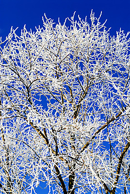 포토 JPG 해외이미지 나무 계절 크리스마스 겨울 자연 하늘 아침 날씨 새로움 풍경 사람없음 야외 파란색 냉동 얼음 추위 백발 흰색 나뭇가지 시골 숲 시원함 12월 크리스탈 서리 장면 1월 내추럴 2월 반투명 눈내림 해외202004 해외포토 주간 자연요소 식물 헤어스타일 기념일 컬러 컨셉 눈_날씨 날짜 광석 생태계 파일형식 이미지허브