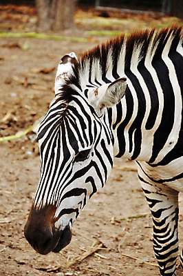 포토 JPG 해외이미지 동물 1 공원 별 야생동물 패턴 포유류 아프리카 자연 초식동물 사람없음 야외 옆모습 초록색 환경 검은색 줄무늬 게임 흰색 아기 쌍 황무지 닫기 작음 사파리 사냥 얼룩말 케냐 동쪽 내추럴 마사이족 세렝게티 전국 탄자니아 평야 해외202004 해외포토 자연요소 공공시설 나라 뷰포인트 컬러 무늬 모션 놀이 사람 말_동물 크기 방향 생태계 파일형식 이미지허브