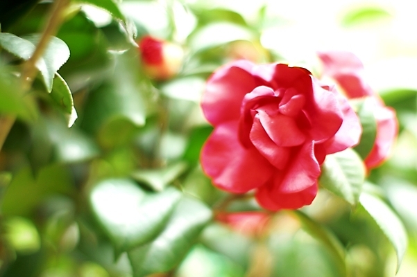 포토 JPG 해외이미지 식물 꽃 잎 채소 사람없음 봄 벚꽃 쓰레기 민들레 진달래 데이지 해외202004 해외포토 계절 파일형식 이미지허브