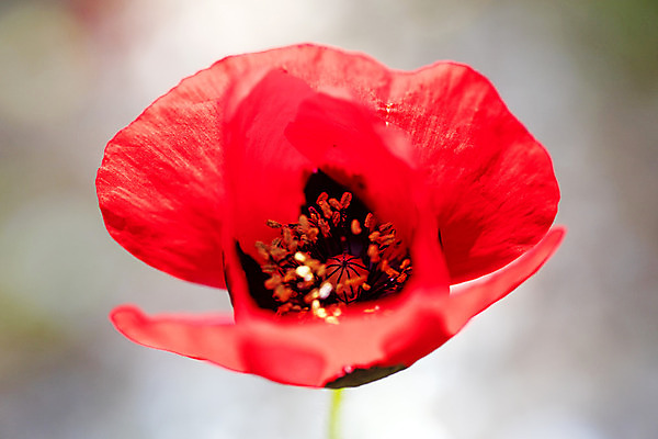 포토 JPG 해외이미지 스튜디오촬영 모양 식물 꽃잎 꽃 백그라운드 꽃무늬 자연 사람없음 빨간색 세로 초록색 정원 봄 벚꽃 흰색 신선 개화 자르기 묘사 오브젝트 싱글 흰배경 원예 조경 양귀비 내추럴 고립 카피스페이스 해외202004 해외포토 계절 컬러 무늬 모션 실내 취미 공백 생태계 파일형식 이미지허브