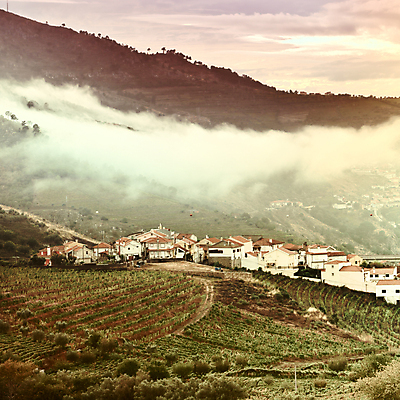 포토 JPG 해외이미지 나무 유럽 밭 농업 과일 자연 하늘 포도 아침 산 주택 풍경 사람없음 햇빛 태양 농가 농장 마을 일출 와인 정원 일몰 수확 안개 가을 시골 야간 저녁 포르투갈 언덕 올리브 복고 정사각형 포도밭 포도나무 블러 양조장 필터 해외202004 해외포토 주간 자연요소 도형 식물 계절 열매 나라 산업 날씨 주류 건물 노을 과일나무 생태계 파일형식 이미지허브