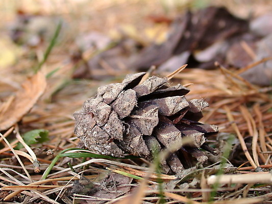 포토 JPG 해외이미지 나무 식물 계절 자연 사람없음 가을 숲 원뿔 해외202004 해외포토 도형 생태계 파일형식 이미지허브