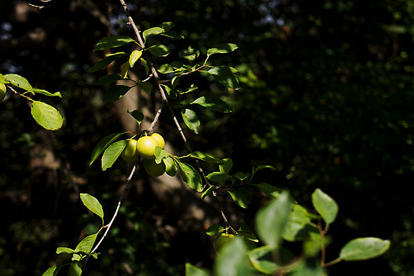 포토 JPG 해외이미지 나무 식물 계절 음식 백그라운드 잎 농업 과일 자연 건강 그림자 사람없음 야외 초록색 여름 농장 노란색 정원 봄 성장 나뭇가지 시골 신선 달콤 유기농 원예 날것 자두 내추럴 해외202004 해외포토 웰빙 산업 컬러 취미 맛 생태계 파일형식 이미지허브