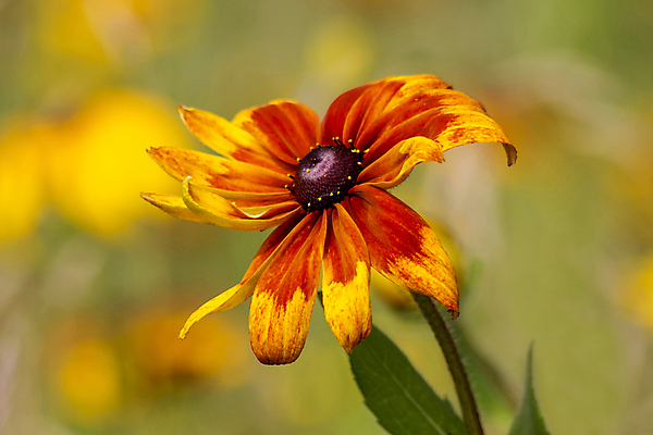 포토 JPG 해외이미지 식물 꽃잎 꽃 꽃무늬 오렌지 자연 해바라기 국화 사람없음 야외 빨간색 초록색 여름 노란색 정원 맑음 검은색 들꽃 신선 닫기 데이지 내추럴 영원 카피스페이스 해외202004 해외포토 계절 컬러 무늬 과일 모션 날씨 공백 생태계 파일형식 이미지허브