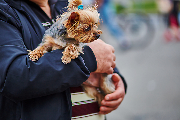 포토 JPG 해외이미지 동물 모델 응시 남자 행복 새끼 포즈 포옹 휴식 미소 사람 성인 사람없음 반려동물 유행 우정 회색 표현 잡기 개 강아지 작음 요크셔테리어 테리어 스마트 주인 고립 기르기 동반자 해외202004 해외포토 시선 감정 컬러 컨셉 포유류 안기 모션 표정 친구 크기 돌봄 파일형식 이미지허브
