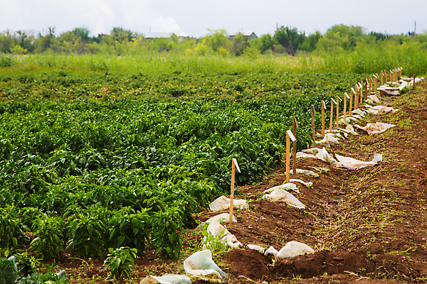 포토 JPG 해외이미지 식물 계절 음식 줄기 잎 농업 채소 건강 사람없음 초록색 정원 종 신선 향신료 날것 후추 숙성 채식주의자 해외202004 해외포토 산업 컬러 채식 향미료 파일형식 이미지허브