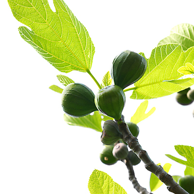 포토 JPG 해외이미지 나무 식물 계절 음식 백그라운드 잎 농업 다이어트 과일 자연 하늘 디저트 건강 사람없음 초록색 농장 노란색 정원 성경 이탈리아 가을 흰색 나뭇가지 신선 시장 닫기 달콤 맛 지중해 먹기 심볼 유기농 레시피 무화과 내추럴 고립 식용 해외202004 해외포토 웰빙 유럽 산업 바다 컬러 컨셉 종교용품 모션 생태계 파일형식 이미지허브