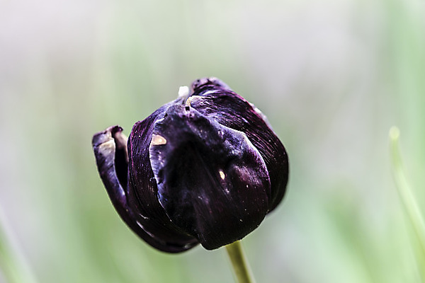 포토 JPG 해외이미지 식물 계절 꽃잎 꽃 줄기 자연 건조 사람없음 초록색 햇빛 갈색 노란색 보라색 봄 활발 다양 에너지 튤립 성장 시골 죽음 시간 맛 수분 제비꽃 화단 꽃가루 개성 시들음 정맥 광합성 노화 완전 해외202004 해외포토 컬러 다수 컨셉 태양 가루 생태계 혈관 파일형식 이미지허브