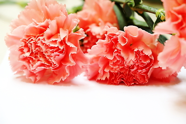 포토 JPG 해외이미지 식물 꽃잎 꽃 분홍색 꽃다발 백그라운드 꽃무늬 자연 휴가 선물 사람없음 컬러풀 봄 벚꽃 흰색 신선 신용카드 카네이션 해외202004 해외포토 계절 컬러 무늬 금융 생태계 파일형식 이미지허브