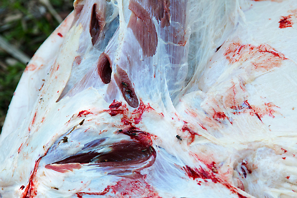 포토 JPG 해외이미지 근육 뼈 육류 사람없음 내부 진료 하트 수술 오르간 신장 칼 코드 확인 간 지역 갈비뼈 보컬 복근 지라 해외202004 해외포토 모양 식재료 의학 치료 장기_의학 건반악기 비뇨기관 파일형식 이미지허브