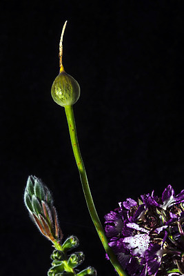 포토 JPG 해외이미지 식물 꽃잎 꽃 잎 자연 사람없음 초록색 정원 다양 성장 시골 인사 수증기 수분 꽃가루 꿀 정맥 완전 해외202004 해외포토 컬러 다수 컨셉 예절 가루 생태계 혈관 파일형식 이미지허브