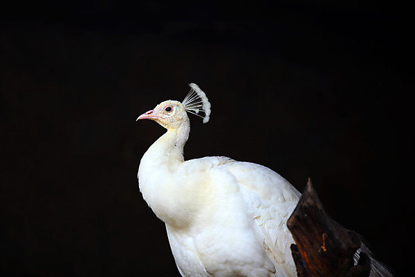포토 JPG 해외이미지 동물 1 응시 공원 남자 야생동물 포즈 백그라운드 자연 조류 동물원 사람없음 야외 옆모습 초록색 파란색 컬러풀 머리 검은색 활발 흰색 공작 자르기 깃털 묘사 꼬리 부리 목 고립 해외202004 해외포토 시선 공공시설 뷰포인트 컬러 컨셉 모션 사람 신체부위 생태계 파일형식 이미지허브