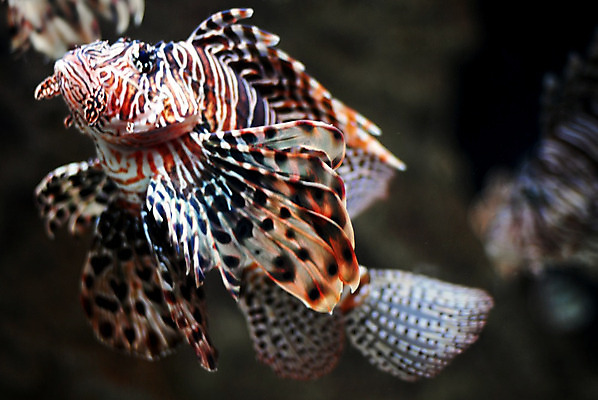 포토 JPG 해외이미지 동물 음식 바다 다이어트 건강 육류 어류 사람없음 물 반려동물 컬러풀 갈색 수영 초밥 흰색 연못 해산물 수족관 물고기자리 고립 단백질 이국적 해외202004 해외포토 자연요소 컬러 식재료 수중동물 별자리 수상스포츠 영양소 일본음식 파일형식 이미지허브