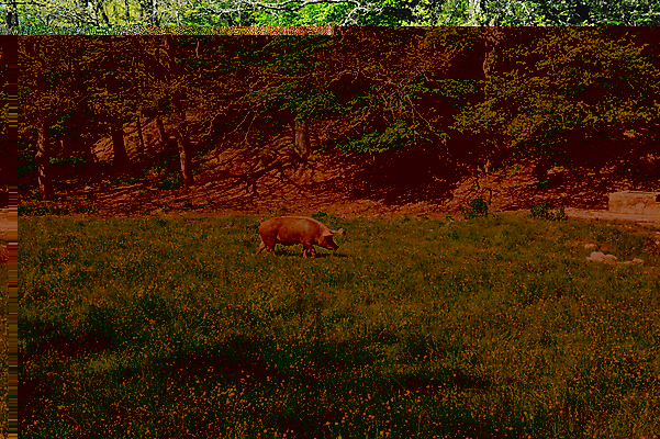 포토 JPG 해외이미지 동물 밭 포유류 자연 산 풍경 사람없음 초록색 여름 농장 농사 가축 이탈리아 시골 돼지 그룹 숲 방목 뿌리기 도토리 멧돼지 산악지대 밭일 수유 찰과상 반추동물 해외202004 해외포토 계절 유럽 컬러 농업 모션 견과류 축산업 상처 생태계 파일형식 이미지허브