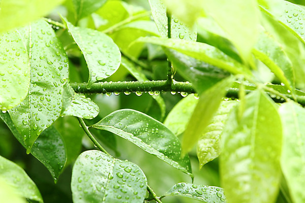 포토 JPG 해외이미지 나무 식물 줄기 백그라운드 잎 자연 추상 사람없음 초록색 물 환경 화목 젖음 성장 흰색 물방울 신선 떨어짐 숲 질감 내추럴 해외202004 해외포토 자연요소 컬러 컨셉 무늬 생태계 파일형식 이미지허브