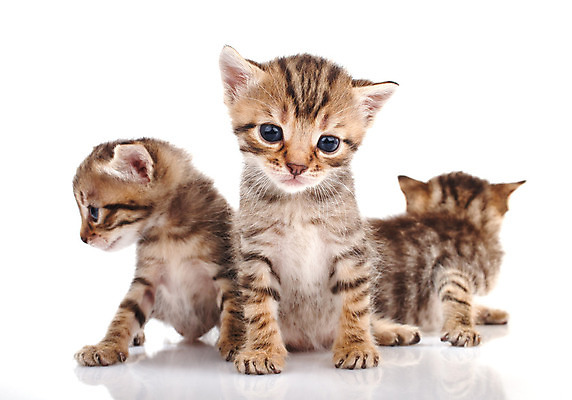 포토 JPG 해외이미지 동물 백그라운드 2 장난 자연 수염 털 앉기 사람없음 반려동물 귀여움 고양이 우정 회색 흰색 아기 작음 호기심 꼬리 얼룩무늬 솜털 고립 특별함 해외202004 해외포토 감정 컬러 컨셉 무늬 포유류 모션 사람 친구 크기 생태계 파일형식 이미지허브