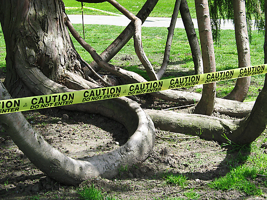 포토 JPG 해외이미지 나무 자연 사람없음 초록색 노란색 나뭇가지 보호 자르기 사인 시작 뿌리 특별함 해외202004 해외포토 식물 컬러 컨셉 모션 생태계 파일형식 이미지허브