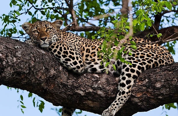 포토 JPG 해외이미지 나무 동물 응시 공원 얼굴 야생동물 스포츠 여행 포유류 아프리카 자연 수염 국립공원 사람없음 여행객 환경 고양이 나뭇가지 관찰 점 기다림 큼 검색 육식동물 표범 랜드마크 사바나 탄자니아 평야 해외202004 해외포토 멸종위기종 식물 시선 공공시설 나라 모션 사람 신체부위 반려동물 크기 생태계 파일형식 이미지허브