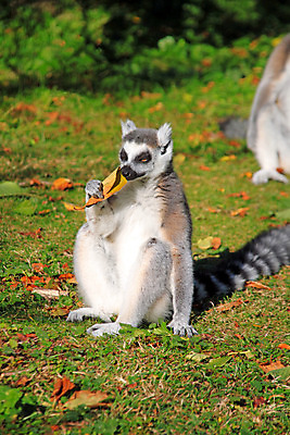 포토 JPG 해외이미지 동물 공원 야생동물 포유류 자연 털 잔디 사람없음 야외 세로 초록색 정원 흰색 원숭이 닫기 작음 모피 솜털 해외202004 해외포토 식물 공공시설 컬러 모션 크기 생태계 파일형식 이미지허브