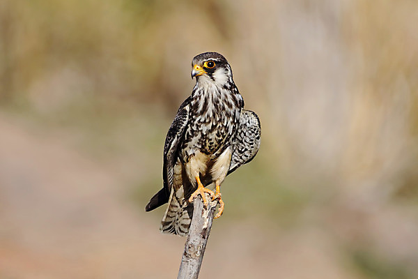 포토 JPG 해외이미지 나무 동물 여자 남자 아시아 얼굴 야생동물 백그라운드 날개 자연 조류 사람없음 야외 목재 가로 초록색 컬러풀 머리 환경 나뭇가지 막대기 닫기 숲 깃털 꼬리 부리 서식지 생태학 이국적 해외202004 해외포토 식물 교육 나라 컬러 재료 모션 사람 신체부위 생태계 파일형식 이미지허브